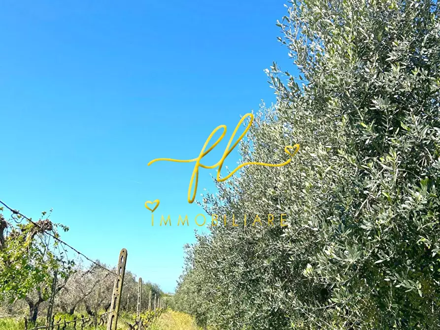 Immagine 10 di Terreno agricolo in vendita  a Cecina