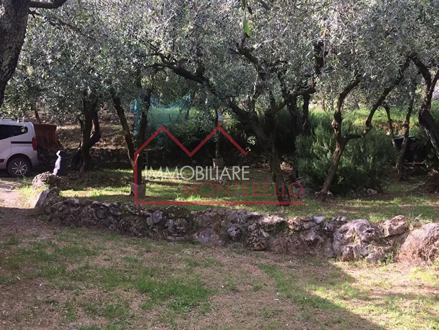 Immagine 9 di Terreno agricolo in vendita  a Camaiore