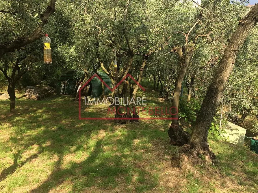 Immagine 8 di Terreno agricolo in vendita  a Camaiore