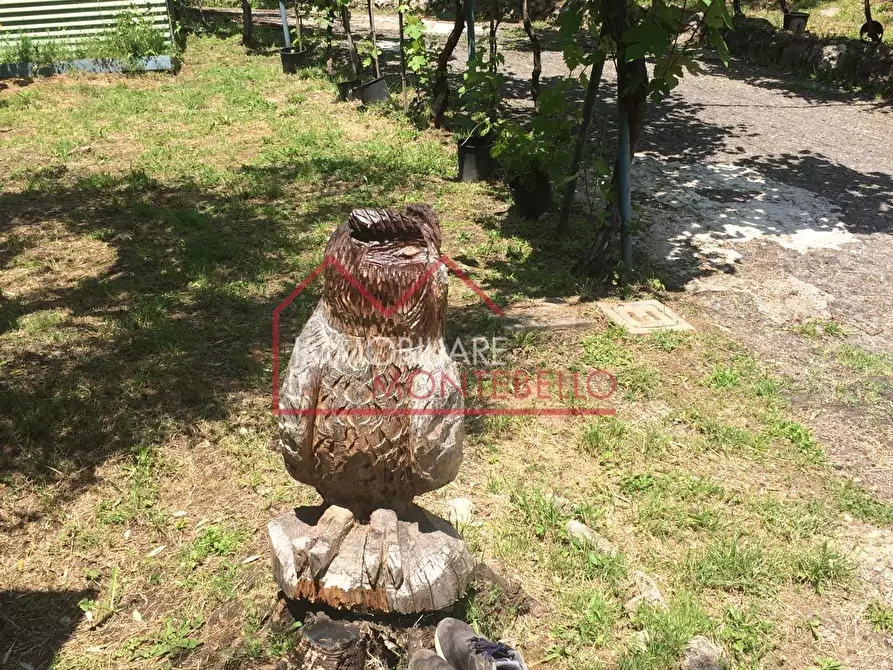 Immagine 6 di Terreno agricolo in vendita  a Camaiore