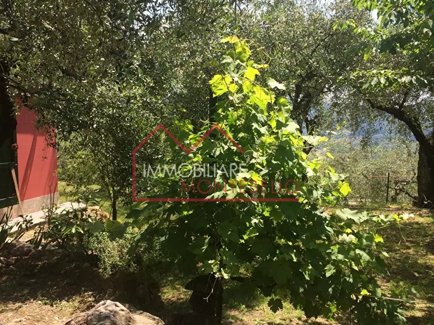 Immagine 7 di Terreno agricolo in vendita  a Camaiore