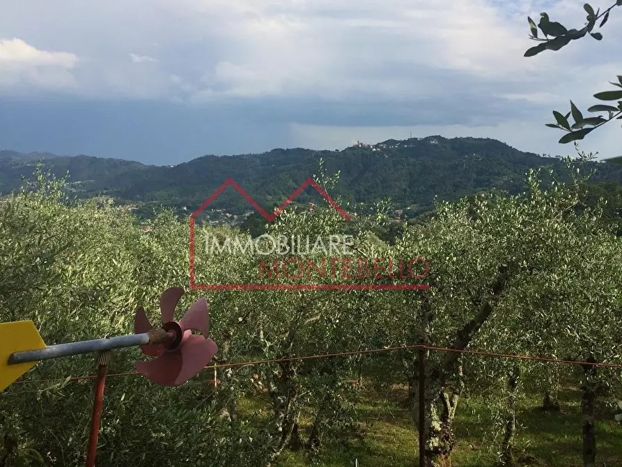 Immagine 11 di Terreno agricolo in vendita  a Camaiore