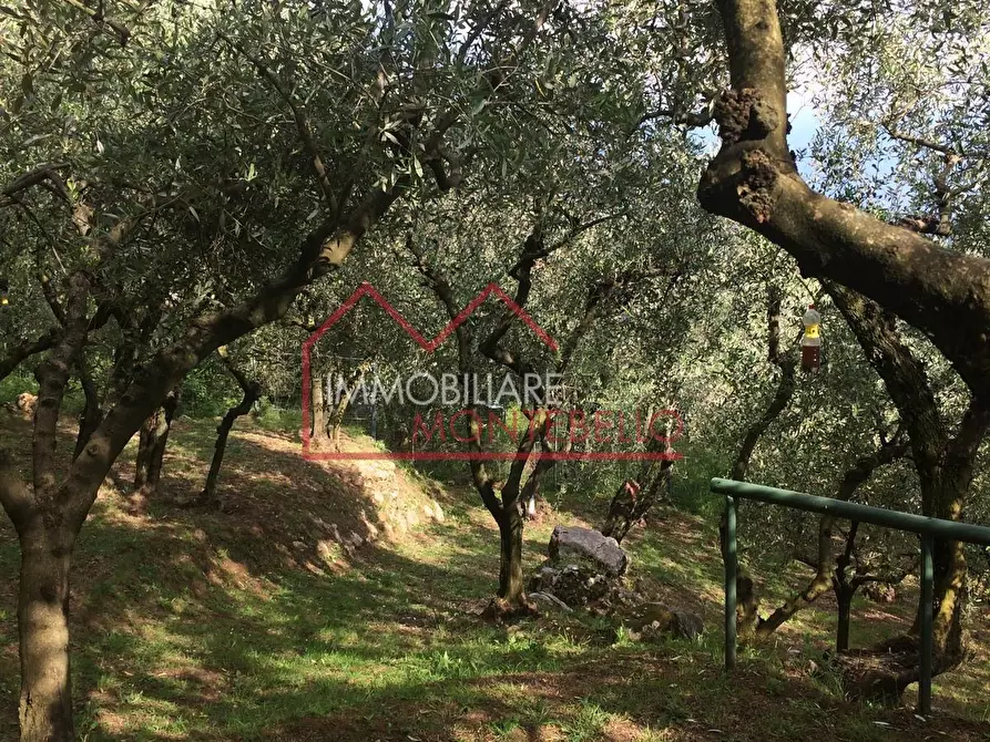 Immagine 10 di Terreno agricolo in vendita  a Camaiore