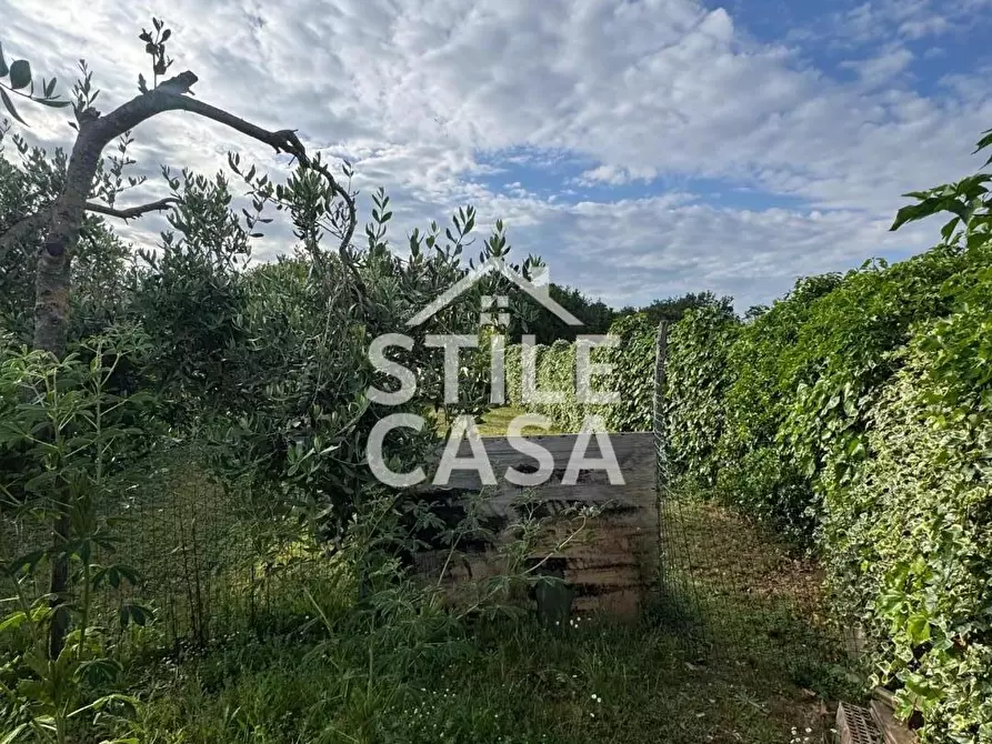 Immagine 9 di Terreno agricolo in vendita  a Castelfranco Di Sotto