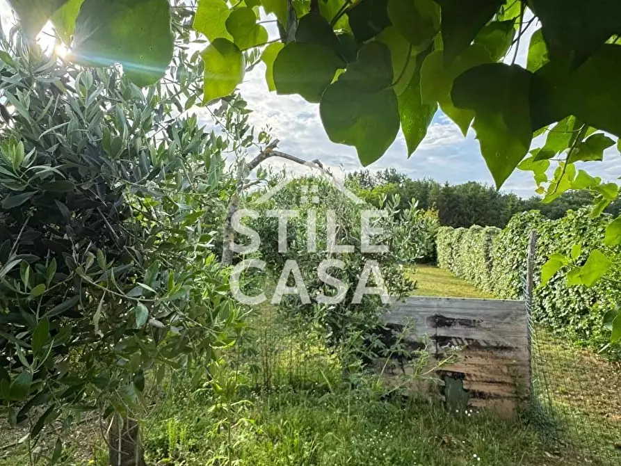 Immagine 8 di Terreno agricolo in vendita  a Castelfranco Di Sotto
