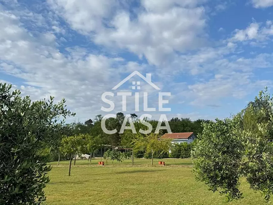 Immagine 4 di Terreno agricolo in vendita  a Castelfranco Di Sotto