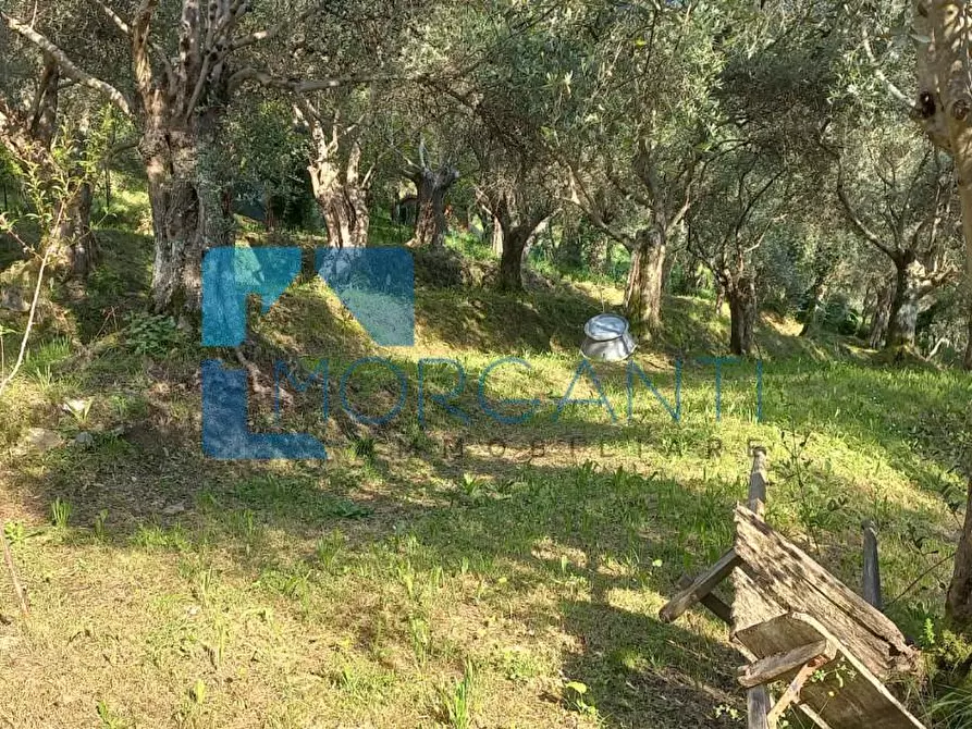 Immagine 23 di Villa in vendita  a Camaiore