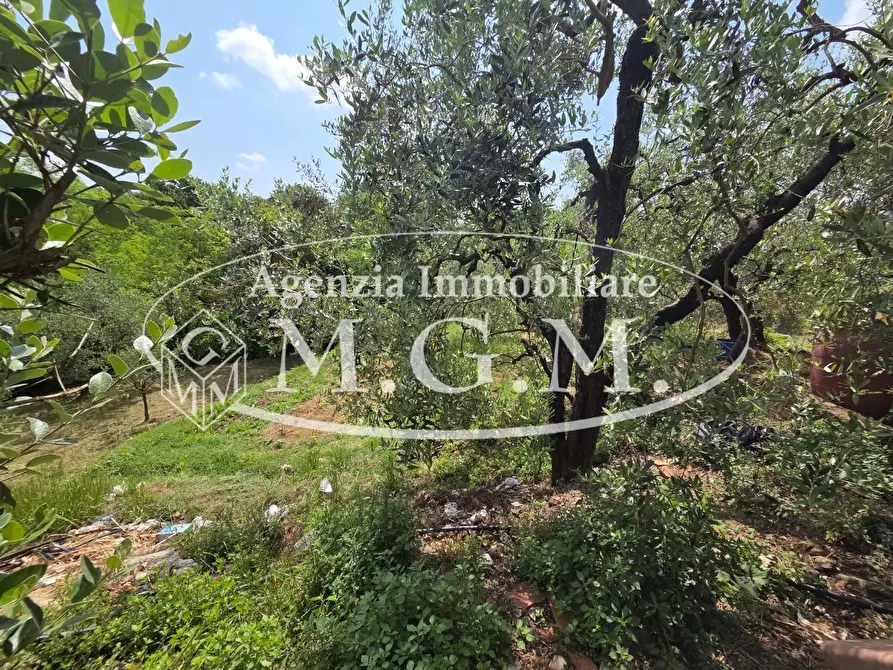 Immagine 18 di Terratetto in vendita  a Santa Maria A Monte