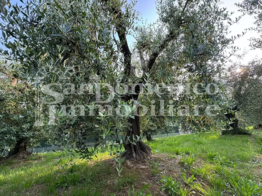 Immagine 6 di Terreno agricolo in vendita  a Cascina