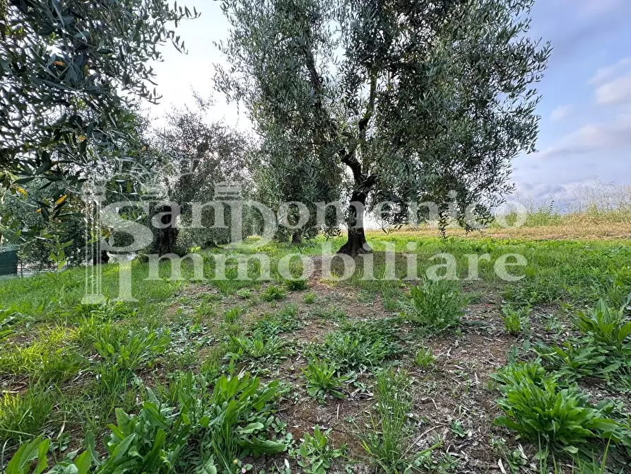 Immagine 5 di Terreno agricolo in vendita  a Cascina