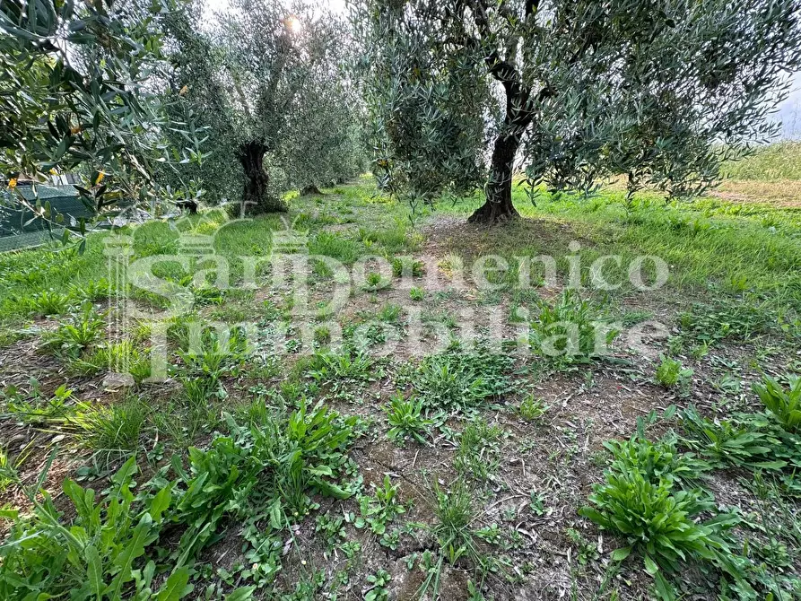 Immagine 3 di Terreno agricolo in vendita  a Cascina