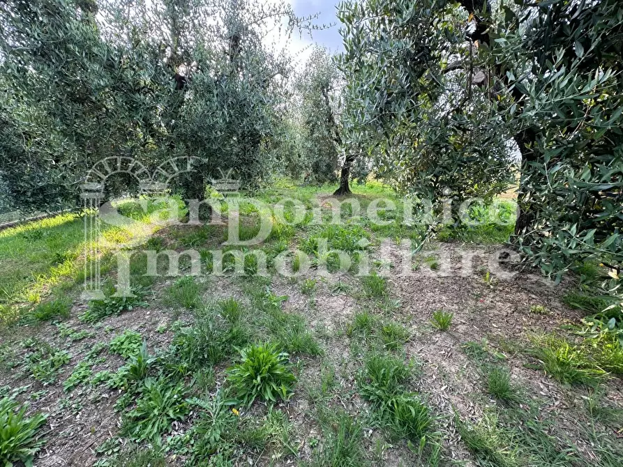 Immagine 2 di Terreno agricolo in vendita  a Cascina