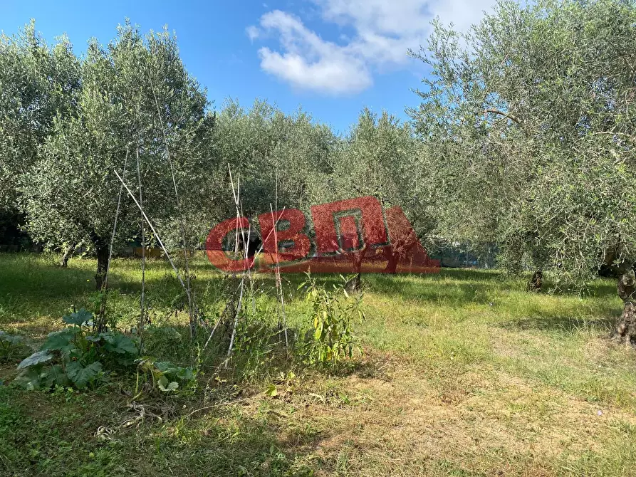 Immagine 33 di Terratetto in vendita  a Livorno