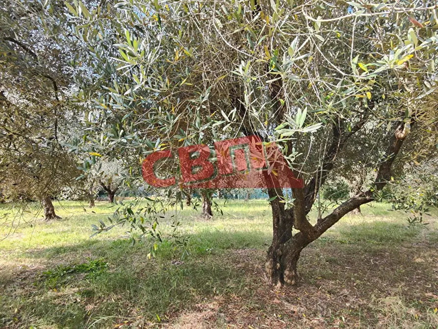 Immagine 34 di Terratetto in vendita  a Livorno