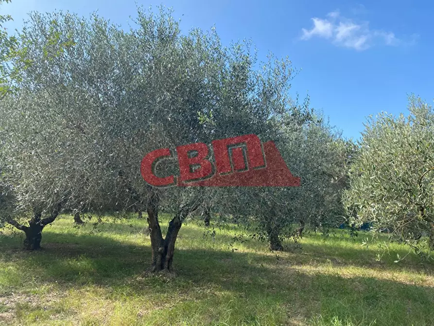 Immagine 31 di Terratetto in vendita  a Livorno