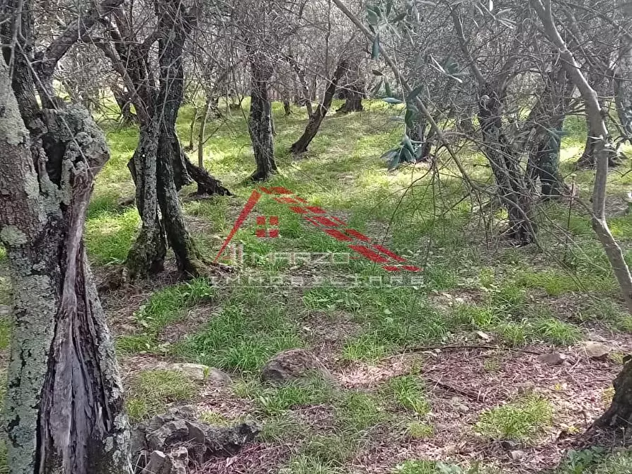 Immagine 15 di Villa in vendita  a Calci