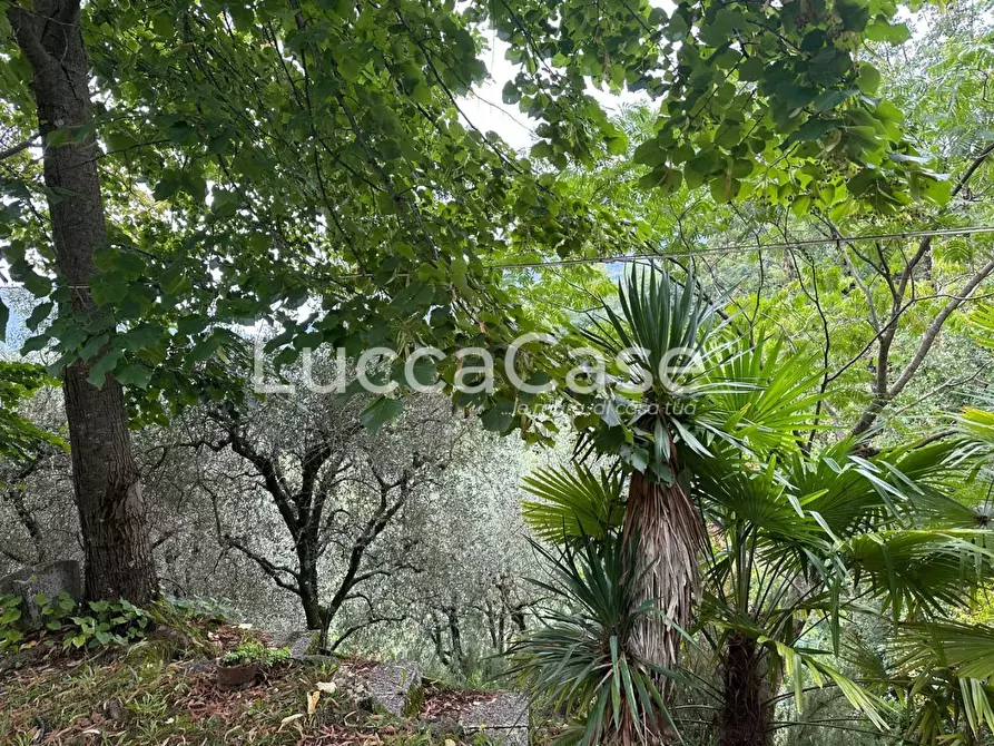 Immagine 9 di Deposito in vendita  a Borgo A Mozzano
