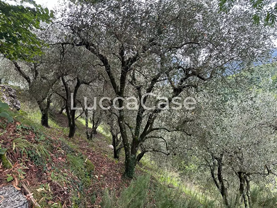 Immagine 11 di Deposito in vendita  a Borgo A Mozzano
