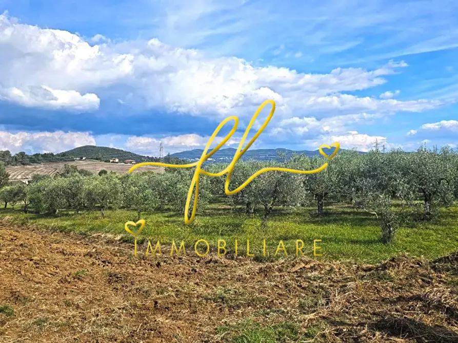 Immagine 2 di Terreno agricolo in vendita  a Rosignano Marittimo