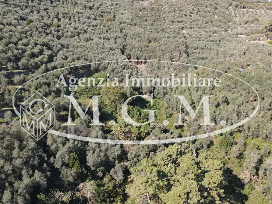 Immagine 27 di Terreno agricolo in vendita  a Buti