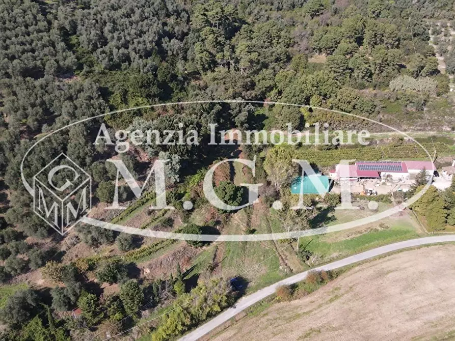 Immagine 19 di Terreno agricolo in vendita  a Buti