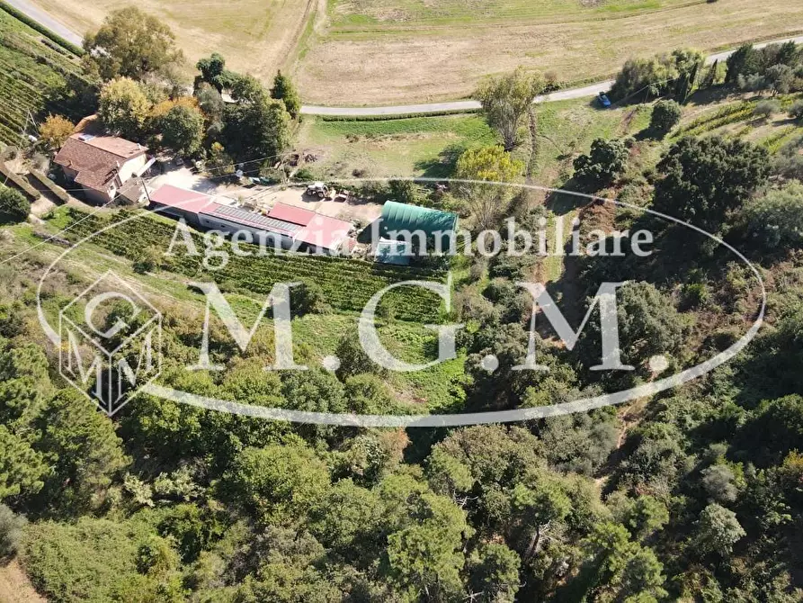 Immagine 10 di Terreno agricolo in vendita  a Buti