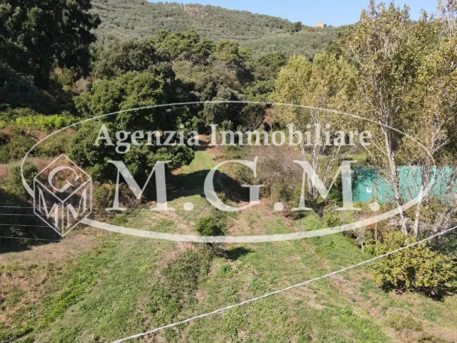 Immagine 22 di Terreno agricolo in vendita  a Buti