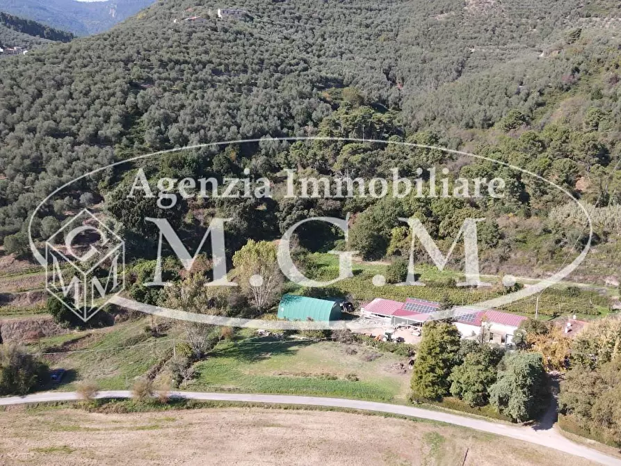 Immagine 4 di Terreno agricolo in vendita  a Buti