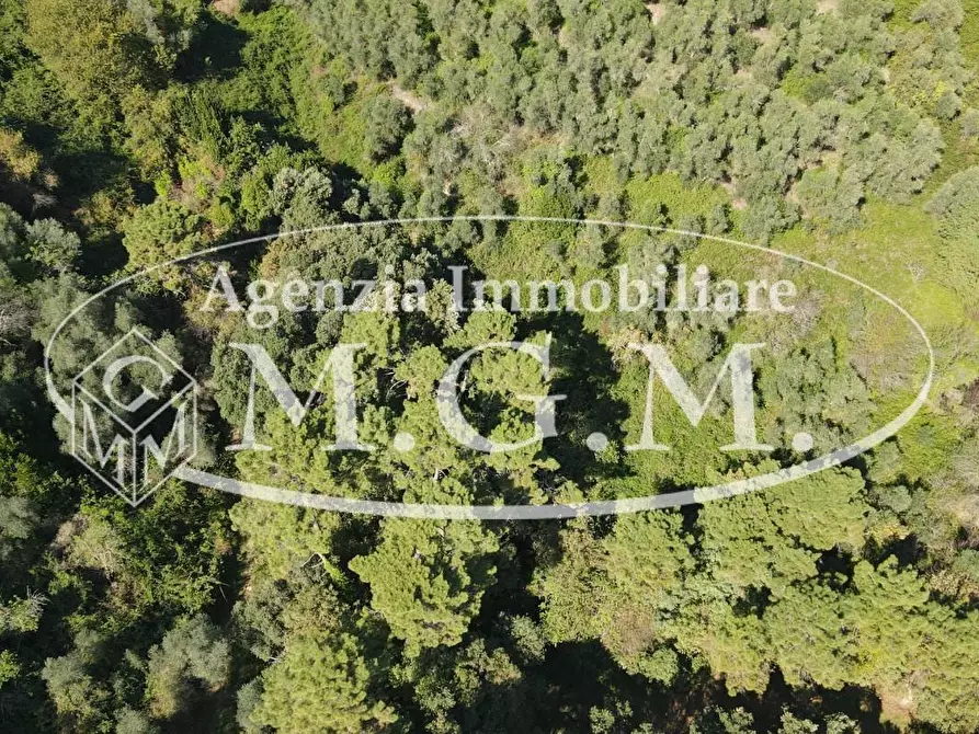 Immagine 14 di Terreno agricolo in vendita  a Buti