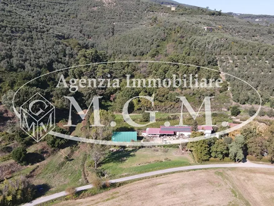 Immagine 3 di Terreno agricolo in vendita  a Buti