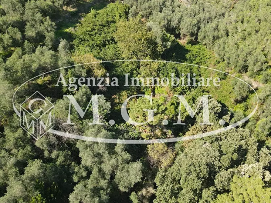 Immagine 28 di Terreno agricolo in vendita  a Buti