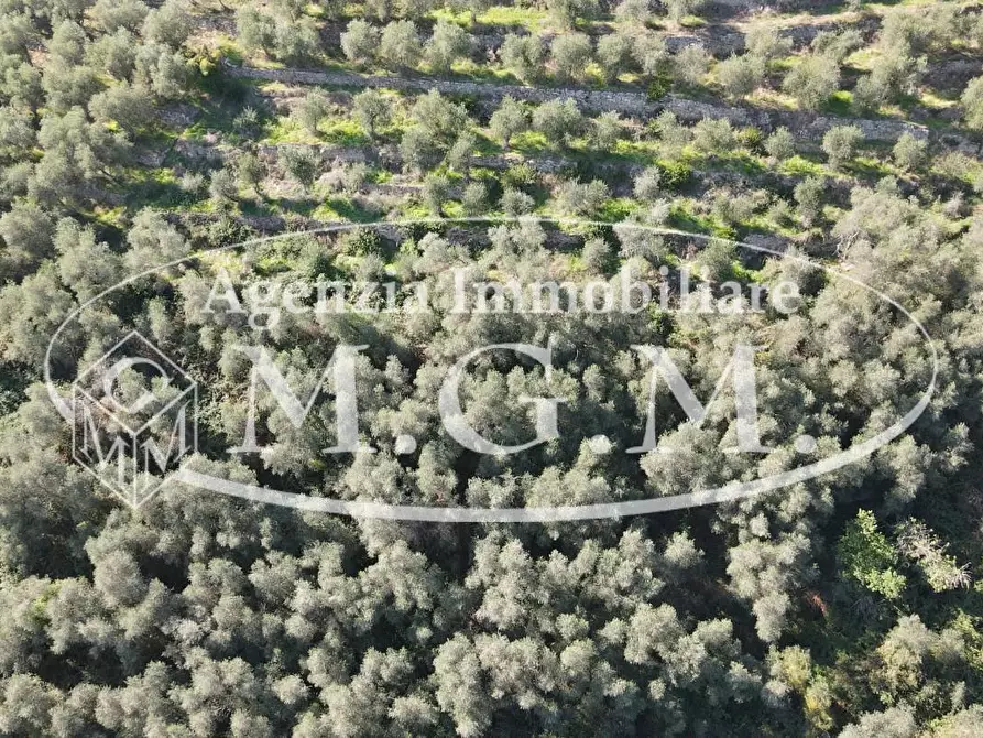 Immagine 16 di Terreno agricolo in vendita  a Buti