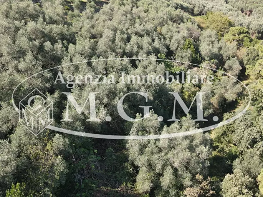 Immagine 25 di Terreno agricolo in vendita  a Buti