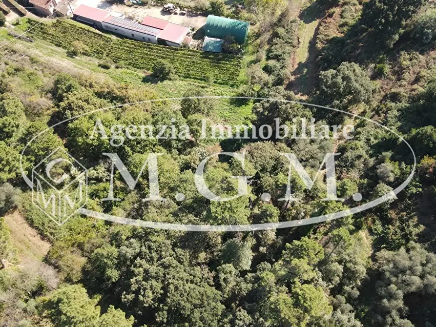 Immagine 9 di Terreno agricolo in vendita  a Buti