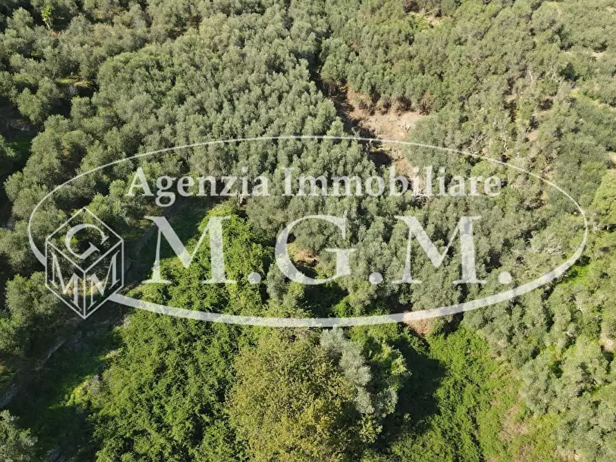 Immagine 29 di Terreno agricolo in vendita  a Buti