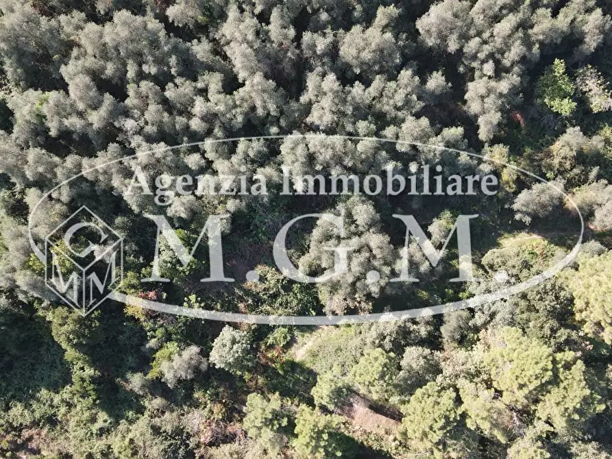 Immagine 17 di Terreno agricolo in vendita  a Buti