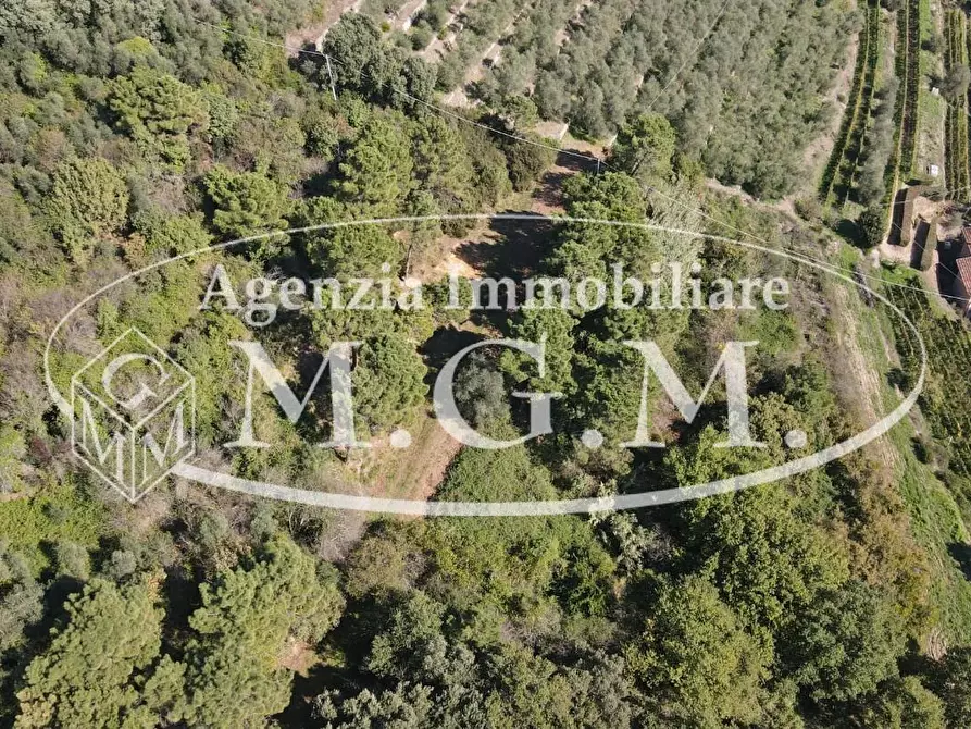 Immagine 12 di Terreno agricolo in vendita  a Buti