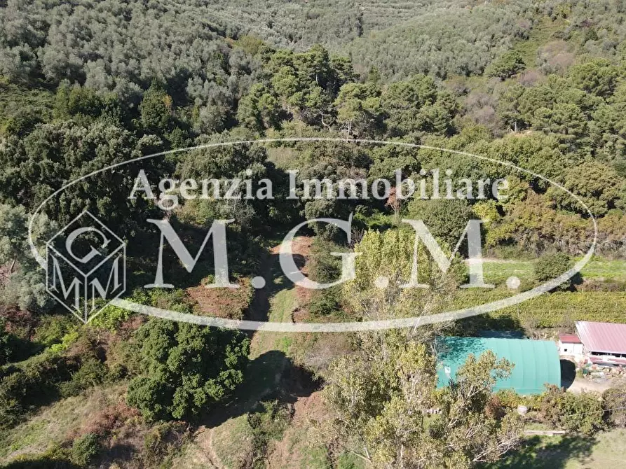 Immagine 20 di Terreno agricolo in vendita  a Buti