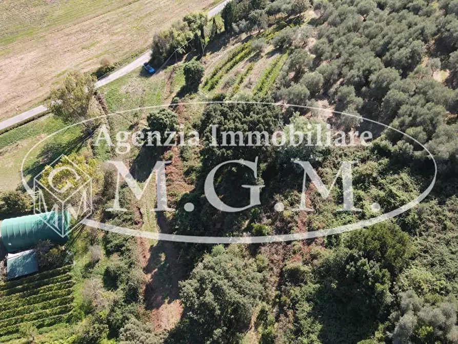 Immagine 18 di Terreno agricolo in vendita  a Buti