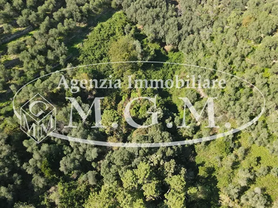 Immagine 8 di Terreno agricolo in vendita  a Buti