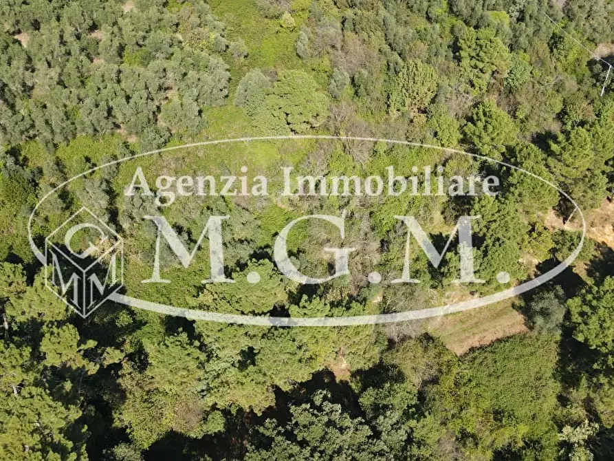 Immagine 13 di Terreno agricolo in vendita  a Buti