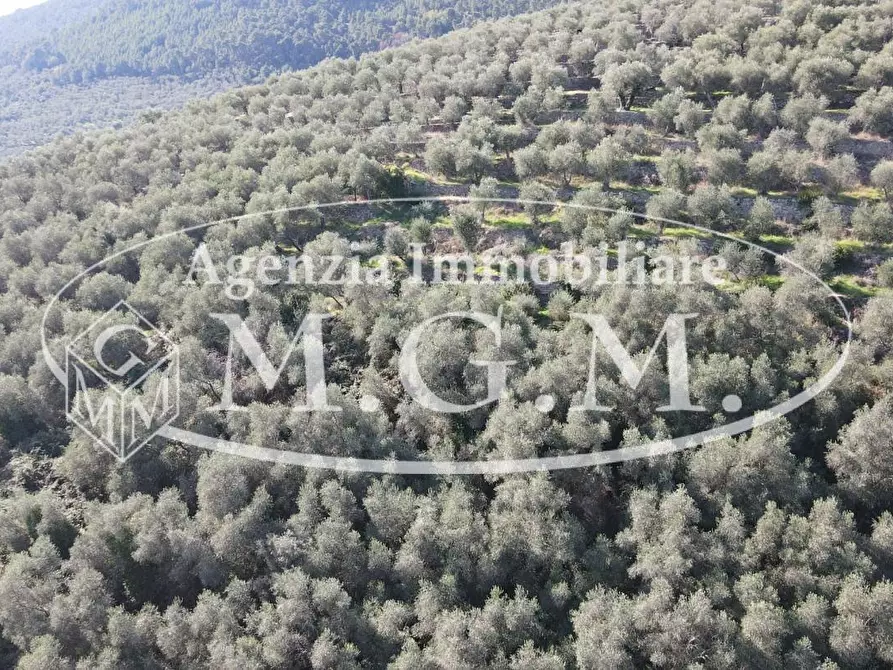 Immagine 26 di Terreno agricolo in vendita  a Buti