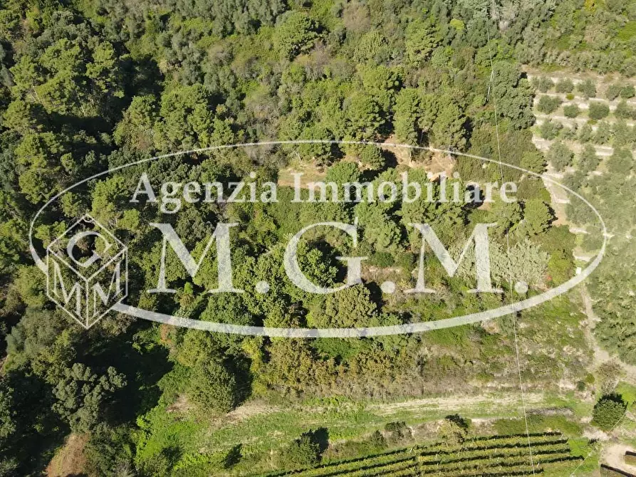 Immagine 5 di Terreno agricolo in vendita  a Buti