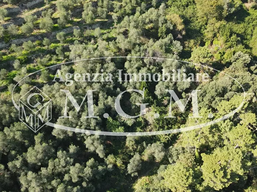 Immagine 15 di Terreno agricolo in vendita  a Buti