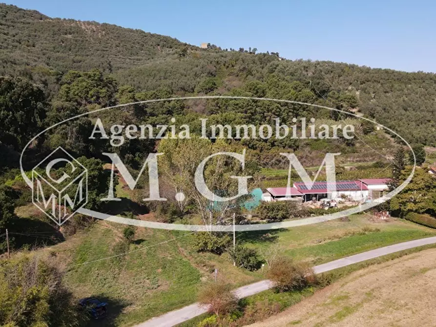 Immagine 2 di Terreno agricolo in vendita  a Buti