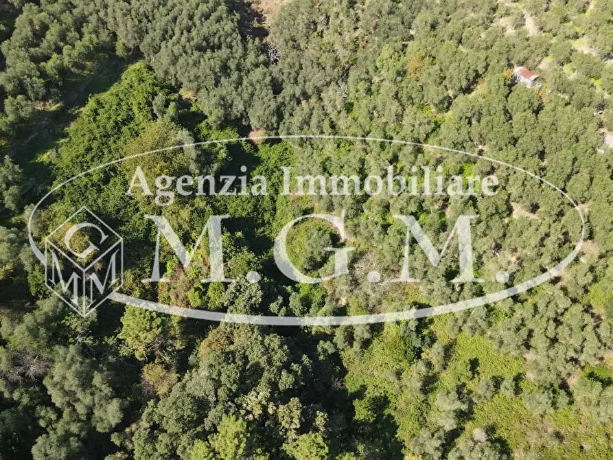 Immagine 7 di Terreno agricolo in vendita  a Buti