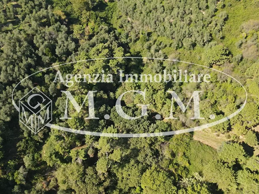 Immagine 6 di Terreno agricolo in vendita  a Buti