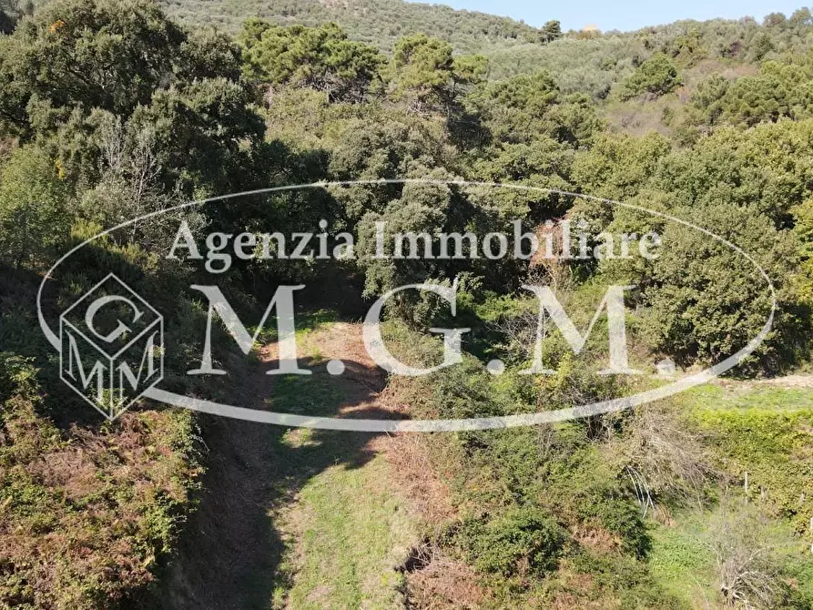 Immagine 24 di Terreno agricolo in vendita  a Buti