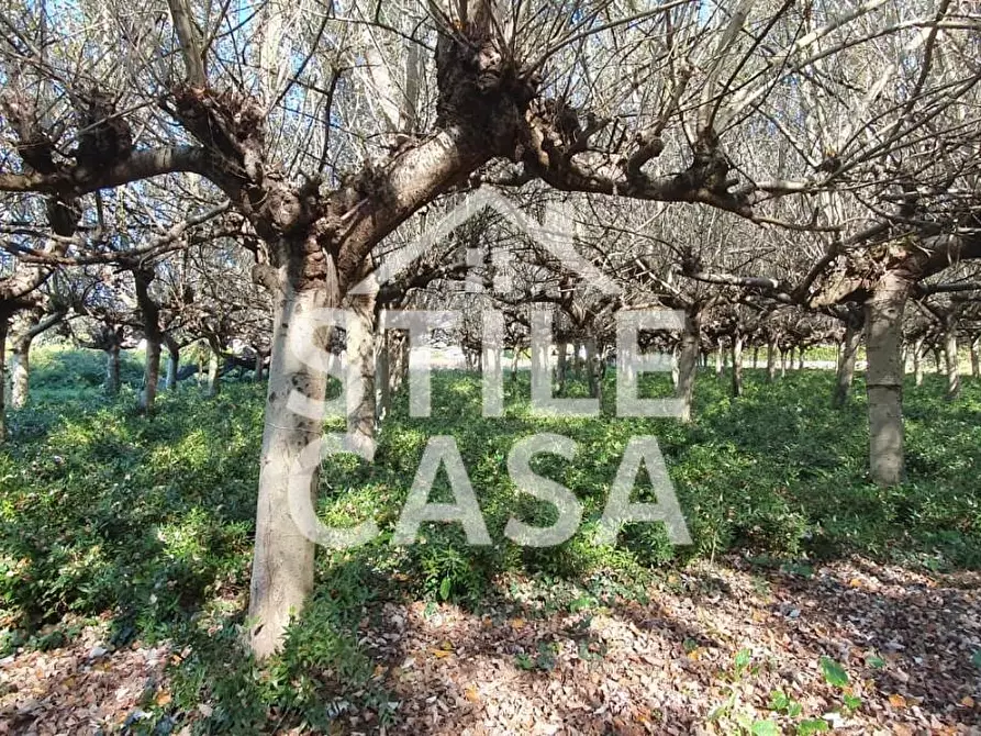 Immagine 2 di Terreno agricolo in vendita  a Capannori
