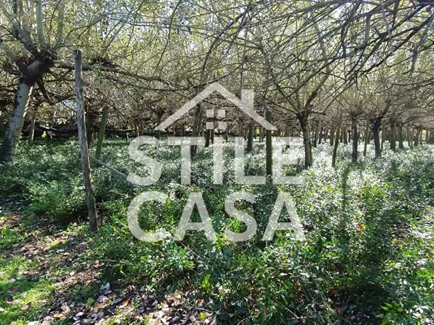 Immagine 5 di Terreno agricolo in vendita  a Capannori